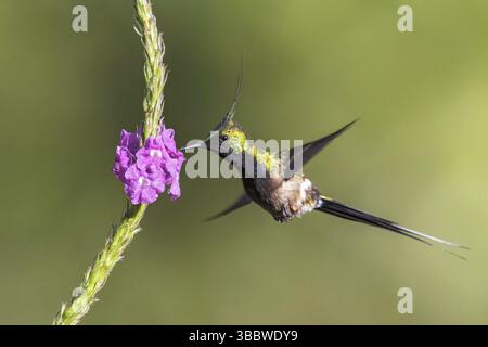 Coda di coda crestata in filo (Popelairia popelairii) che vola mentre si dà da mangiare a un fiore nel Parco Nazionale di Manu, Perù, Sud America Foto Stock