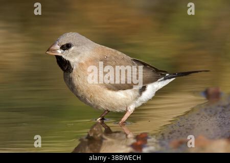 Finch a coda lunga (Poephila acuticauda) giovanile, Kimberley, Australia Occidentale, Australia, Oceania Foto Stock