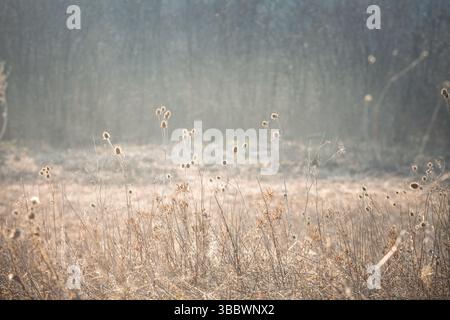 Primo piano retroilluminato di teste di semi di cardo da latte essiccato (Silybum marianum) in un prato nebbioso autunnale, luce dorata del mattino e bokeh bokeh bokeh che si combinano a circa Foto Stock