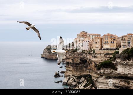 20 aprile 2025, Francia, Bonifacio: Veduta della città di Bonifacio sull'isola di Corsica (Francia) il 20.04.2025. Il centro storico medievale (Ville haute) può essere visto su un promontorio di pietra calcarea e arenaria, che in gran parte degrada verticalmente verso il mare. Bonifacio (corso Bunifaziu; Ligure Bunifazziu o Bonifacio) è una città portuale situata nel sud dell'isola francese del Mediterraneo della Corsica (Corsica) nel dipartimento della Corsica del Sud. Situata su un altopiano roccioso simile a una penisola, la città vecchia è uno dei luoghi di interesse più suggestivi dell'isola. Foto: Matthias B. Foto Stock