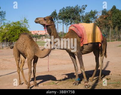 Marocco, Marrakech, dromedario, cammelli con una guazzata, Foto Stock