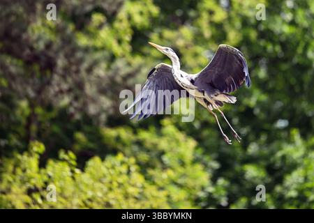 Aggraziato Heron in volo sul laghetto tranquillo Foto Stock