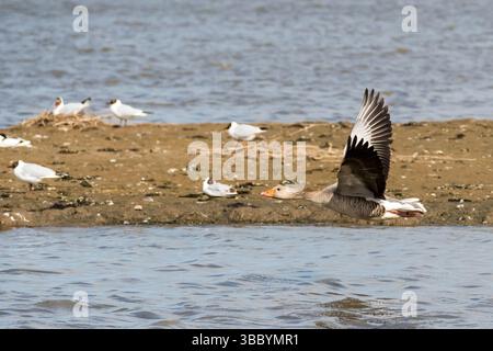 Bassa oca grigia volante, anser, sulla laguna a RSPB Titchwell con oof che nidifica gabbiani con testa nera, Chroicocephalus ridibundus, sullo sfondo. Foto Stock