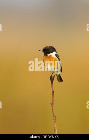 European stonechat Saxicola rubicola, maschio adulto allevato a piumaggio su ramoscello, Suffolk, Inghilterra, maggio Foto Stock