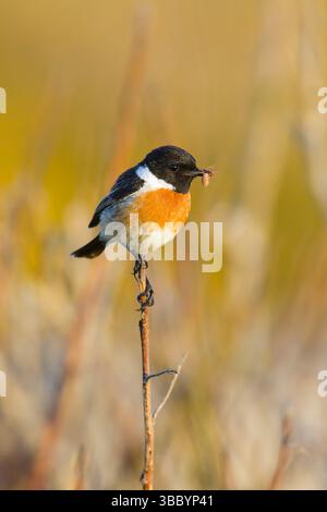 European stonechat Saxicola rubicola, maschio adulto allevato a piumaggio su ramoscello con ragno in becco, Suffolk, Inghilterra, maggio Foto Stock