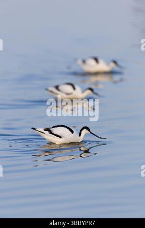 Avoceto eurasiatico Recurvirostra avosetta, 3 adulti per il guado, riserva naturale RSPB Minsmere, Suffolk, Inghilterra, maggio Foto Stock