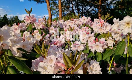 Rododendri in fiore nel parco. Bellissimi fiori. Sfondo naturale primaverile. Azalee. Fioritura di massa dei rododendri. Cespugli in fioritura luccicante Foto Stock
