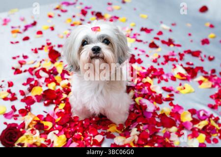 Shih tzu cane tra petali di rosa sul letto bianco Foto Stock