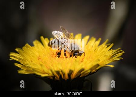 Macro shot di un'ape del miele che raccoglie polline da un fiore di dente di leone giallo brillante, evidenziando l'impollinazione e la biodiversità in natura Foto Stock