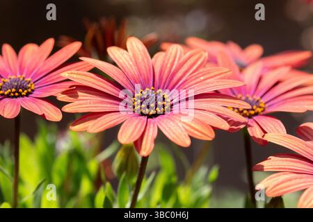 Dimorphotheca ecklonis, nota anche come Capo margherita e margherita africana. Fioritura in un giardino della California Foto Stock