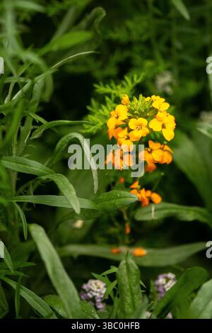 Erysimum cheiri, Cheiranthus cheiri floreale, wallflower, cresce nel sud della California USA Foto Stock