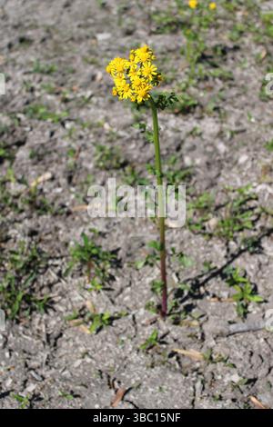 Un ammasso di piante di fiori selvatici a Iroquois Woods a Park Ridge, Illinois Foto Stock