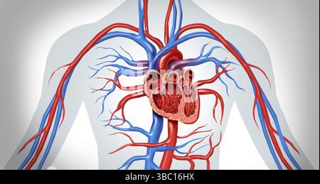 Cuore umano sezione trasversale anatomia primo piano diagramma concetto da un corpo sano come un concetto di illustrazione medica come un simbolo di assistenza sanitaria di un c interiore Foto Stock