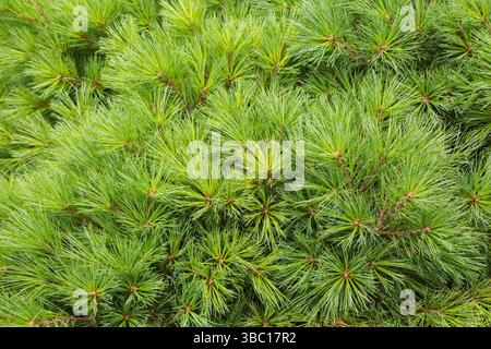 Primo piano di Pinus Strobus 'Elkin's Dwarf' - foglie di pino bianco orientale in estate. Foto Stock
