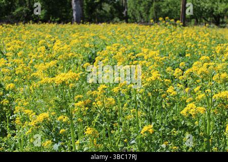 Butterweed domina un prato a Iroquois Woods a Park Ridge, Illinois Foto Stock