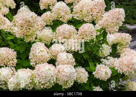 Primo piano di Hydrangea paniculata 'Limelight' - panicle Hydrangea in estate. Foto Stock