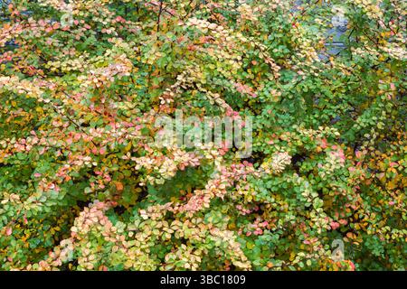 Euonymus alatus - Spindle Tree alato in autunno. Foto Stock