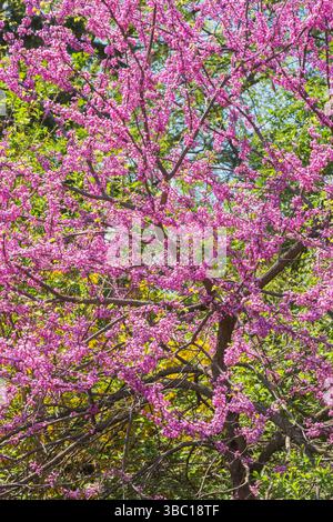 Cercis canadensis 'Minnesota Strain' - albero di Redbud orientale con fiori viola in primavera. Foto Stock