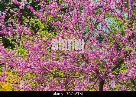 Cercis canadensis 'Minnesota Strain' - albero di Redbud orientale con fiori viola in primavera. Foto Stock