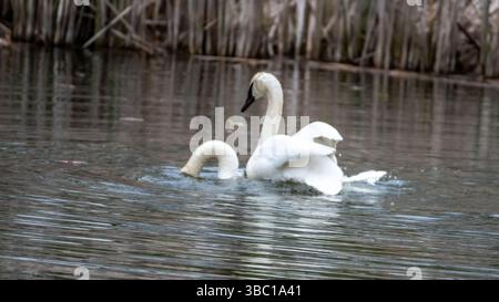 Primo piano di un paio di cigni bianchi romatici che nuotano e si accoppiano sull'acqua, armonia e felicità. Nel sud dell'Ontario, Canada Foto Stock