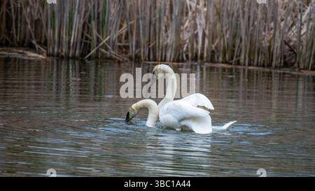 Primo piano di un paio di cigni bianchi romatici che nuotano e si accoppiano sull'acqua, armonia e felicità. Nel sud dell'Ontario, Canada Foto Stock