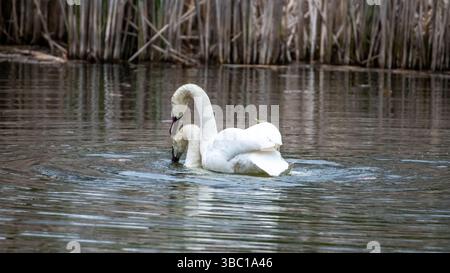 Primo piano di un paio di cigni bianchi romatici che nuotano e si accoppiano sull'acqua, armonia e felicità. Nel sud dell'Ontario, Canada Foto Stock