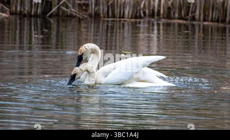 Primo piano di un paio di cigni bianchi romatici che nuotano e si accoppiano sull'acqua, armonia e felicità. Nel sud dell'Ontario, Canada Foto Stock