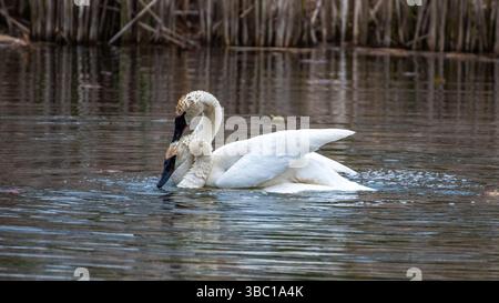 Primo piano di un paio di cigni bianchi romatici che nuotano e si accoppiano sull'acqua, armonia e felicità. Nel sud dell'Ontario, Canada Foto Stock