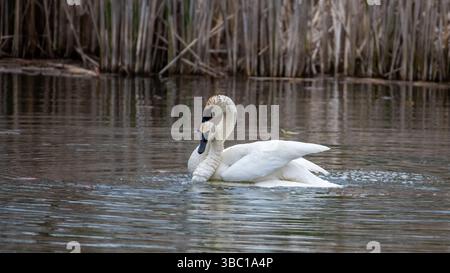 Primo piano di un paio di cigni bianchi romatici che nuotano e si accoppiano sull'acqua, armonia e felicità. Nel sud dell'Ontario, Canada Foto Stock