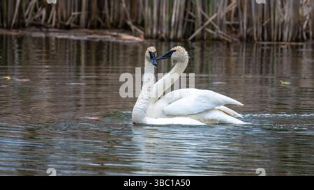 Primo piano di un paio di cigni bianchi romatici che nuotano e si accoppiano sull'acqua, armonia e felicità. Nel sud dell'Ontario, Canada Foto Stock