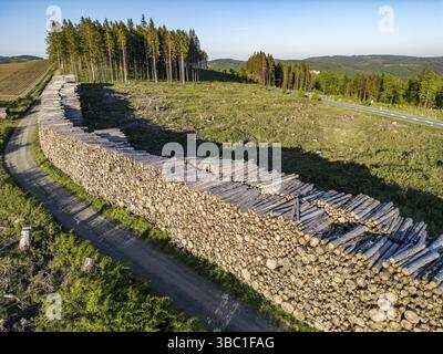 Cumulo di legname in una zona forestale parzialmente depurata, abeti abbattuti, con danni causati dal coleottero della corteccia, a ovest di Langewiese, distretto di Winterberg in Foto Stock