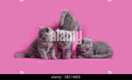 Tre graziosi gattini scozzese ripiegati su sfondo rosa. I cuccioli sono in diverse pose Foto Stock