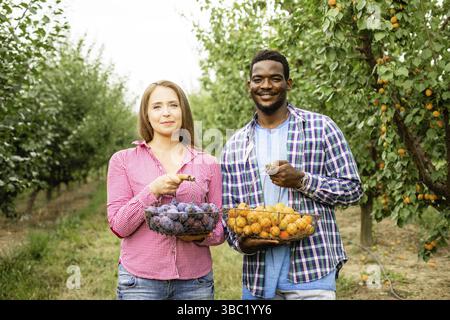 Diversi contadini coppia tenere cestini con albicocche e prugne mature, in posa nel loro giardino. Uomo afroamericano e donna bionda che mostrano il raccolto di o Foto Stock