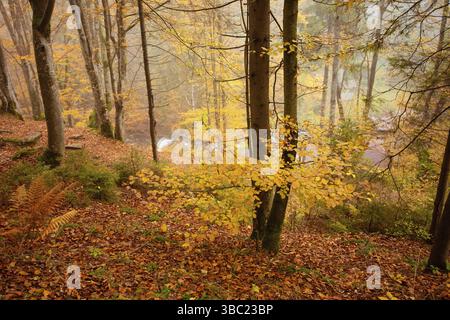 Il grande vecchio querce ai piedi della collina nella foresta autunnale. La nebbia leggera nei boschi sullo sfondo Foto Stock