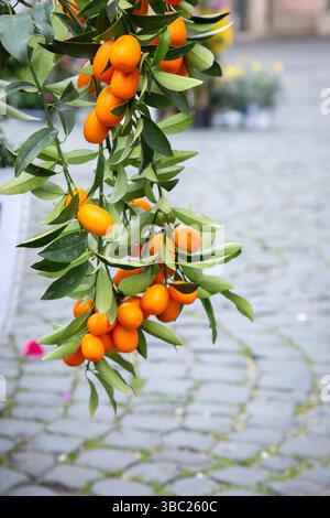 Un piccolo albero di arancio che è abbondante con molte arance che crescono su di esso Foto Stock