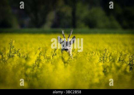 Un capriolo (Capreolus capreolus) in un campo di colza. Il grazioso cervo maschile si erge tra i fiori gialli luminosi, le sue corna che si innalzano sopra il t Foto Stock