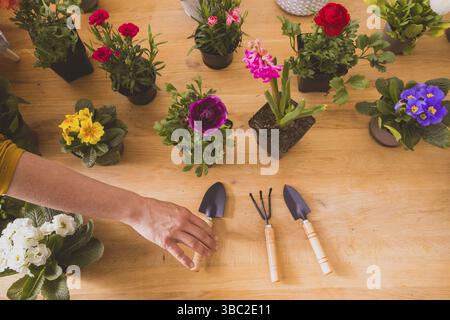 Vista dall'alto di una donna sta scavando il terreno con una piccola pala all'interno. Accanto a lei i vari fiori in pentole Foto Stock