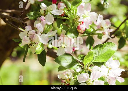 Bel ramo di mela pieno di fioritura. Vista ravvicinata dei fiori rosa-bianchi sull'albero di mela. Giornata primaverile soleggiata Foto Stock