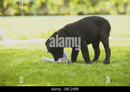 Divertente cucciolo e gattino giocando all'aperto in giardino. labrador nero leccando e sniffando un piccolo gattino bianco, adagiato sull'erba. Friendsip b Foto Stock