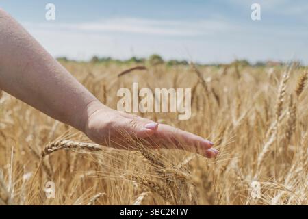 La mano dell'agricoltore tocca i germogli di grano durante la passeggiata nel campo Foto Stock