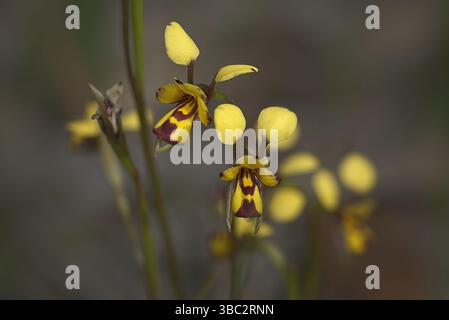 Diuris decrementa, la Common Bee Orchid, fotografata in loco nel sud-ovest dell'Australia Foto Stock