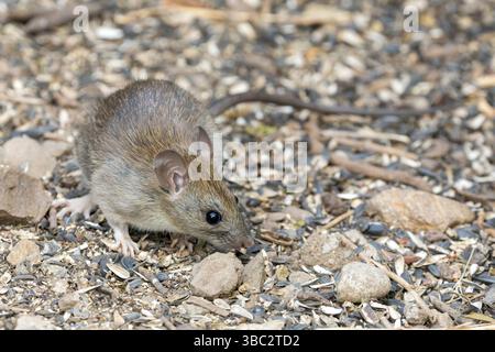 A Brown (Norvegia) Rat Eating Sunflower Seeds. McClellan Ranch Preserve, Santa Clara County, California. Foto Stock