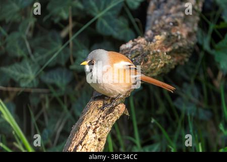 Canne barbute, Panurus biarmicus Foto Stock