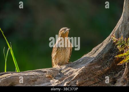 Girocollo eurasiatico, Torquilla Jynx Foto Stock