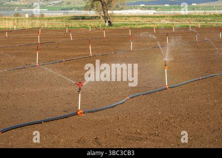 Irrigazione automatica a sprinkler nell'orto. Messa a fuoco selettiva e sfocatura del movimento Foto Stock