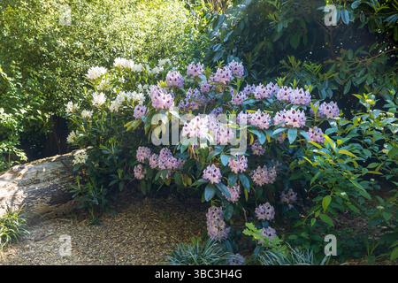 Un vivace spettacolo di fiori di rododendro viola chiaro e bianco fiorisce in un lussureggiante verde vegetale in un giardino. Foto Stock