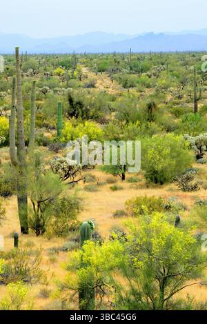 Ampio paesaggio deserto di Sonora dopo la pioggia nell'Arizona centrale USA in una mattina di primavera Foto Stock