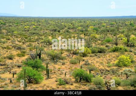 Ampio paesaggio deserto di Sonora dopo la pioggia nell'Arizona centrale USA in una mattina di primavera Foto Stock