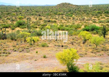 Ampio paesaggio deserto di Sonora dopo la pioggia nell'Arizona centrale USA in una mattina di primavera Foto Stock