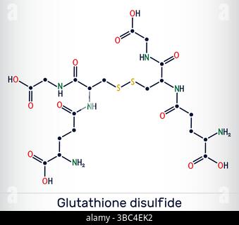Glutatione disolfuro, molecola GSSG. Forma ossidata di antiossidante del glutatione. Formula chimica scheletrica Illustrazione Vettoriale